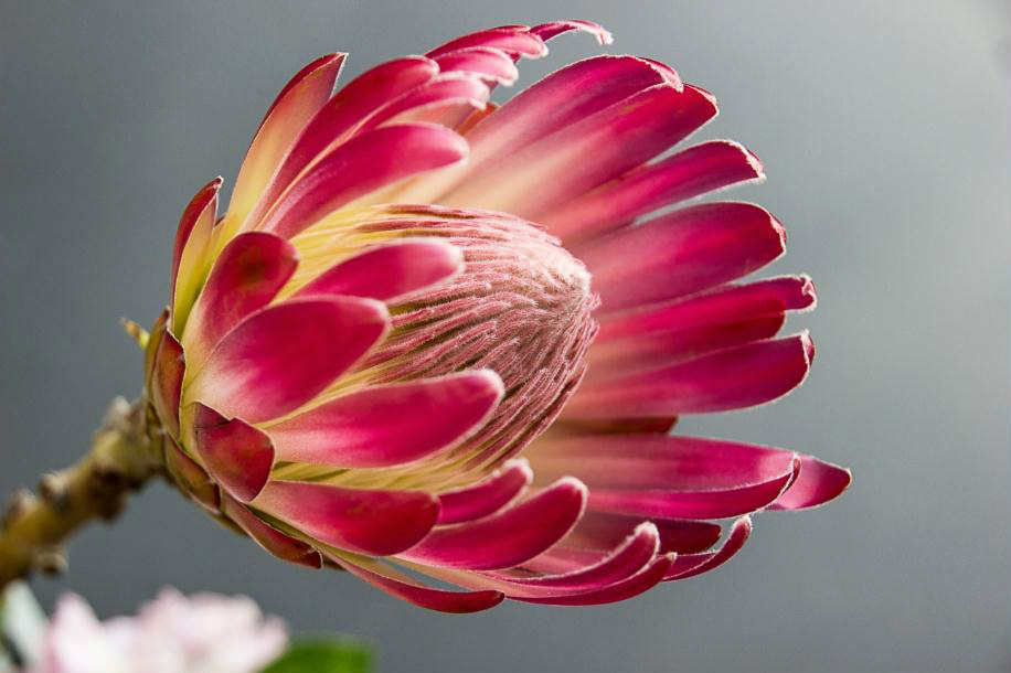 MF011 Wall décor art photographic on canvas floral protea
